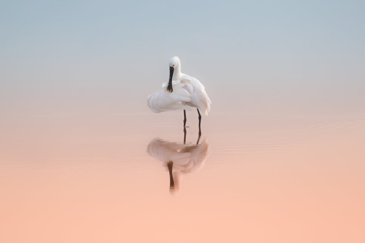 Spoonbill in the sunrise light Poster och Canvastavla