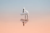Spoonbill in the sunrise light Poster och Canvastavla