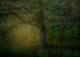 The glade Poster och Canvastavla