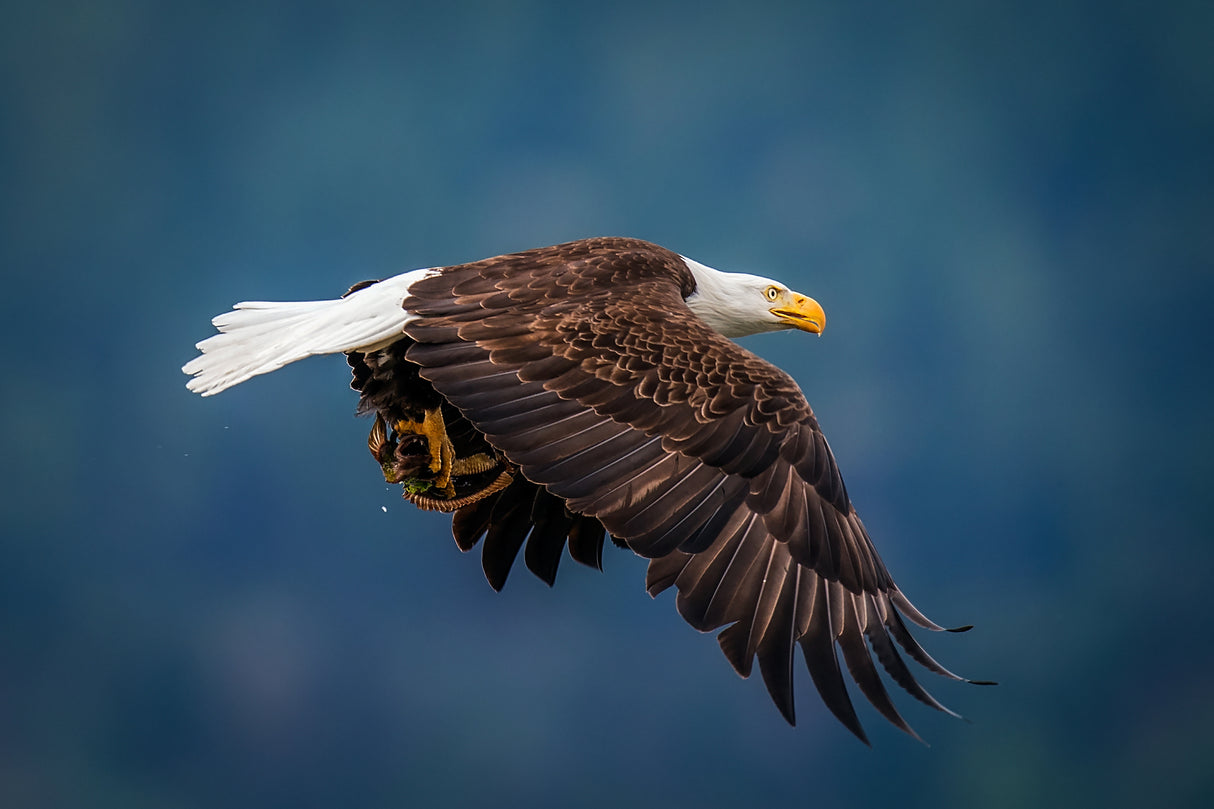 Bald Eagle With Fish Poster och Canvastavla