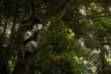 Panda Poster och Canvastavla