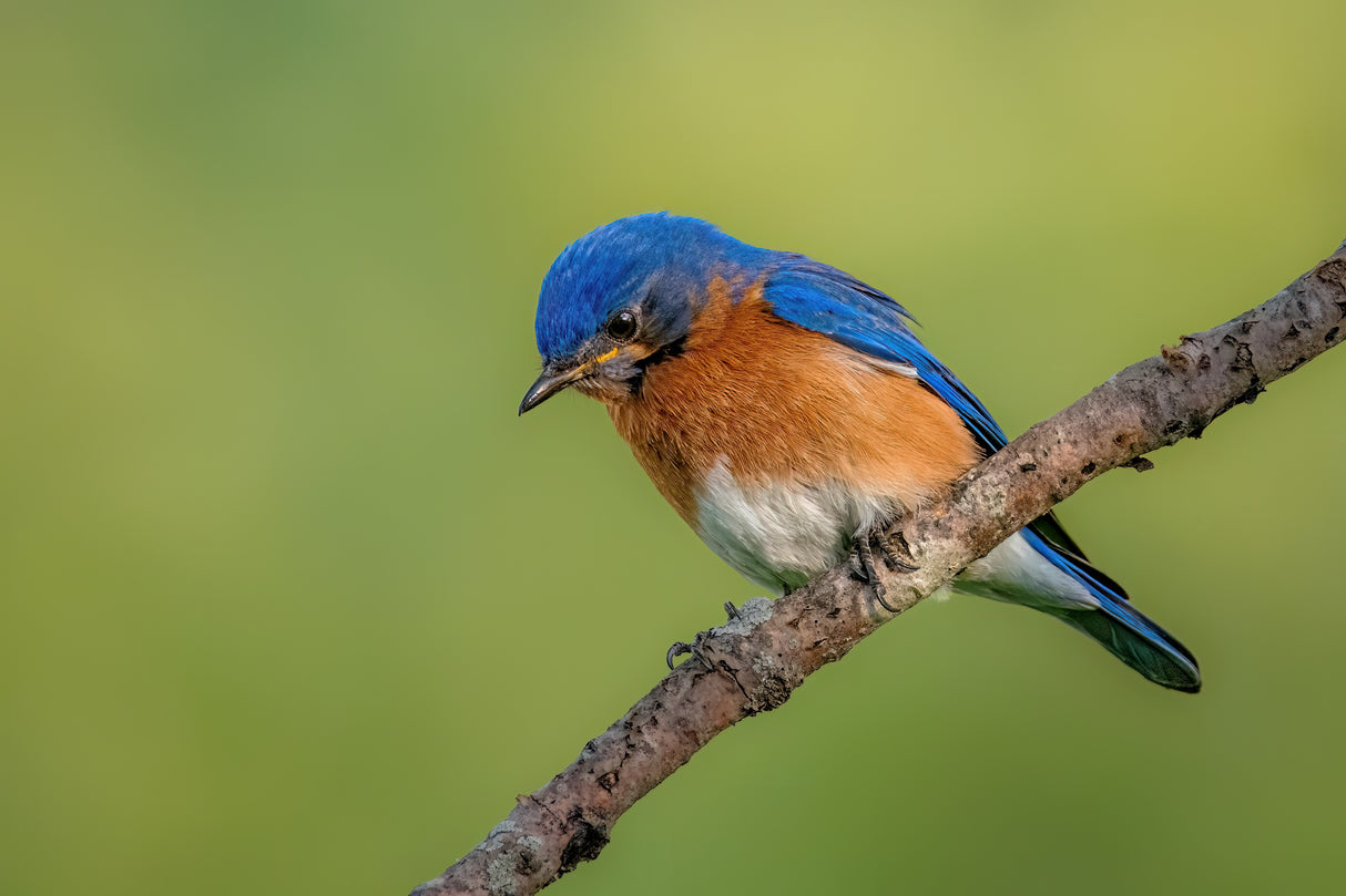 Eastern bluebird Poster och Canvastavla