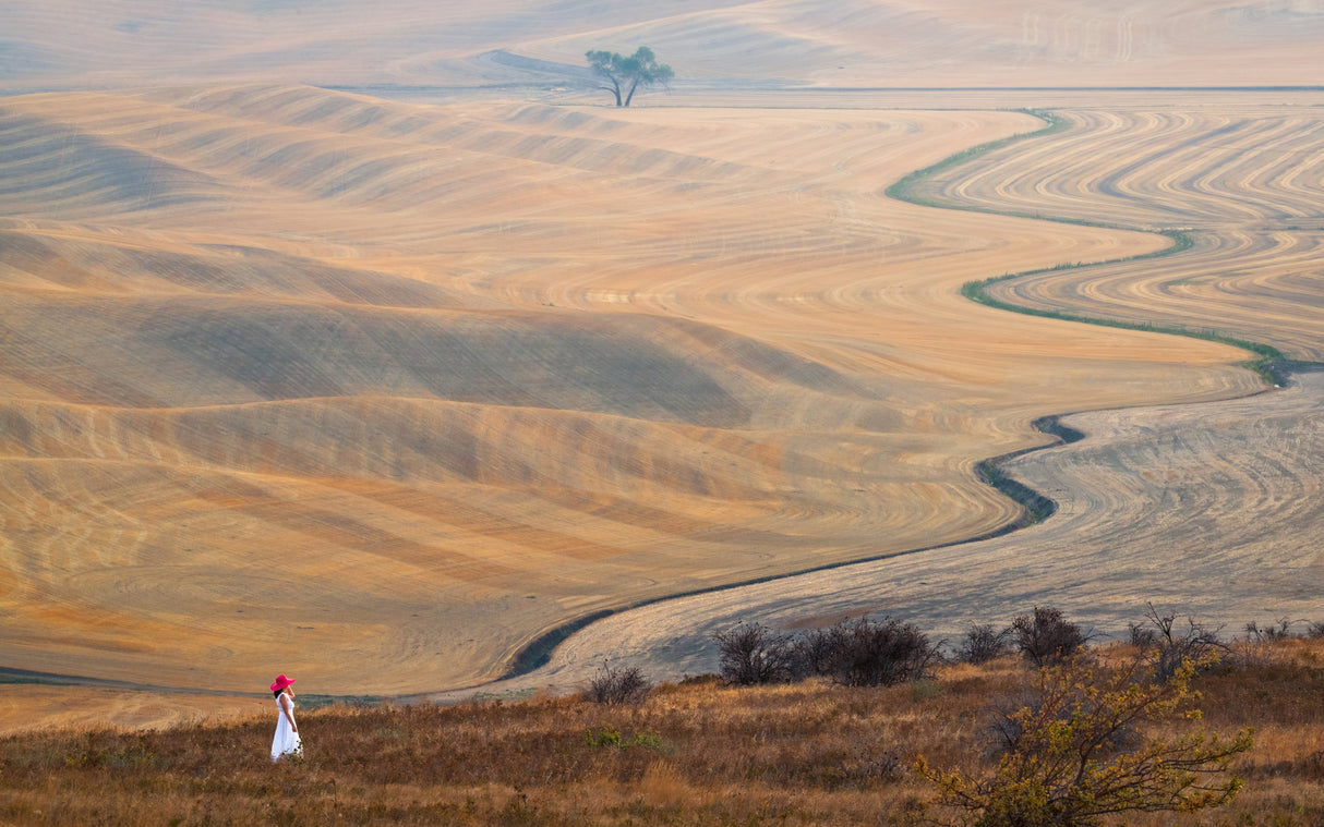 The Curve at Wheatfield Poster och Canvastavla
