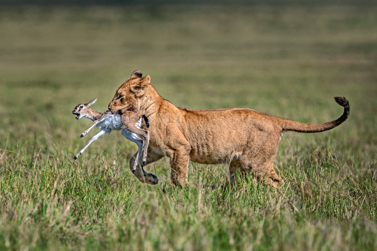 Lion cub with gazelle Poster och Canvastavla
