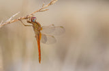 Dragonfly Poster och Canvastavla