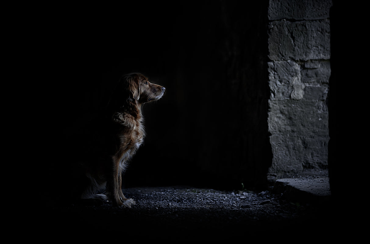 There is always light in the dark Poster och Canvastavla