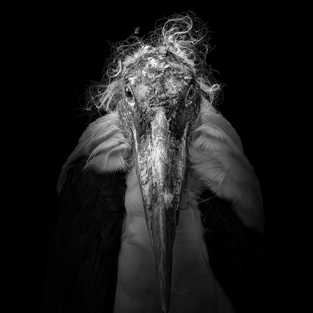 Marabou #9 Poster och Canvastavla