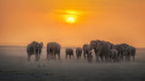 Good Morning, Africa Poster och Canvastavla