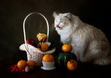 Cat and fruit Poster och Canvastavla