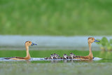 Lesser whistling duck Family Poster och Canvastavla