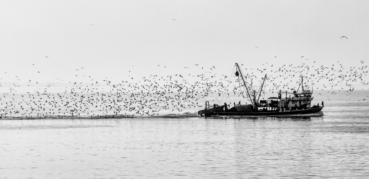 Seagulls Poster och Canvastavla