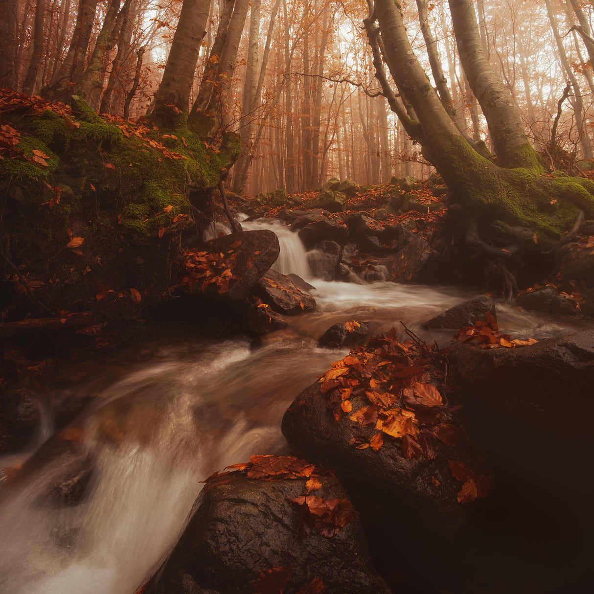 FALLING WATER ON AUTUMN (Part 2) Poster och Canvastavla