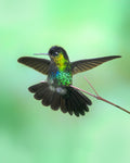 Hummingbird Poster och Canvastavla