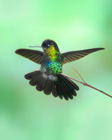 Hummingbird Poster och Canvastavla