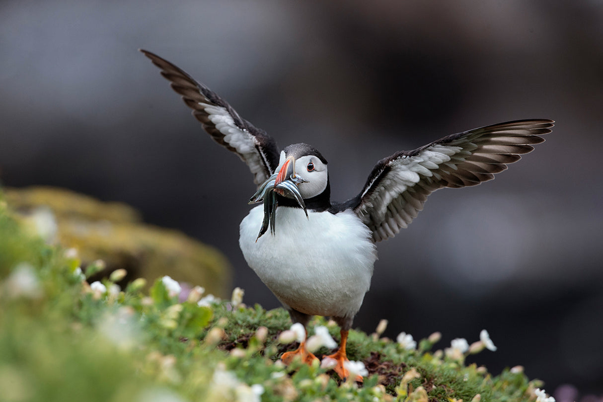 Puffin With Sand Eels Poster och Canvastavla