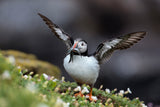 Puffin With Sand Eels Poster och Canvastavla