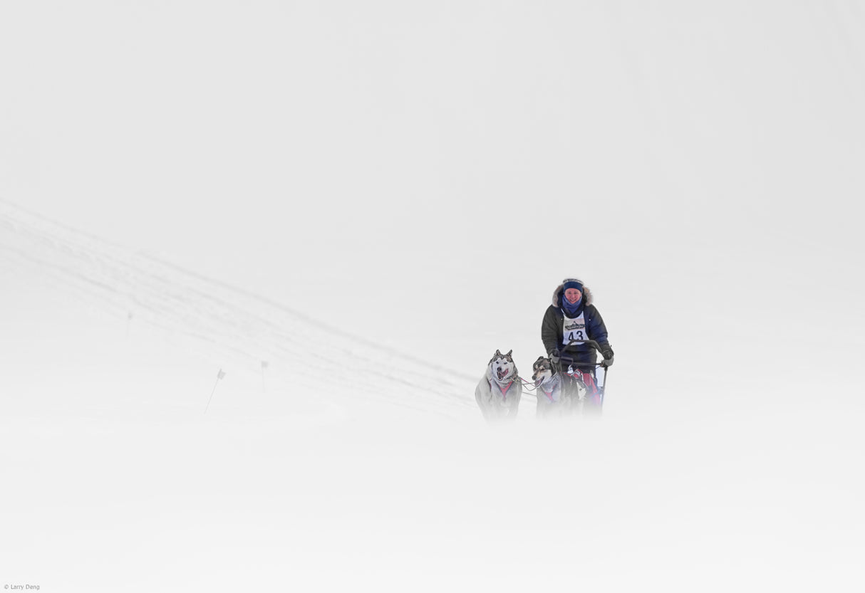 Dog sled races Poster och Canvastavla