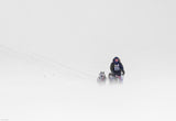 Dog sled races Poster och Canvastavla
