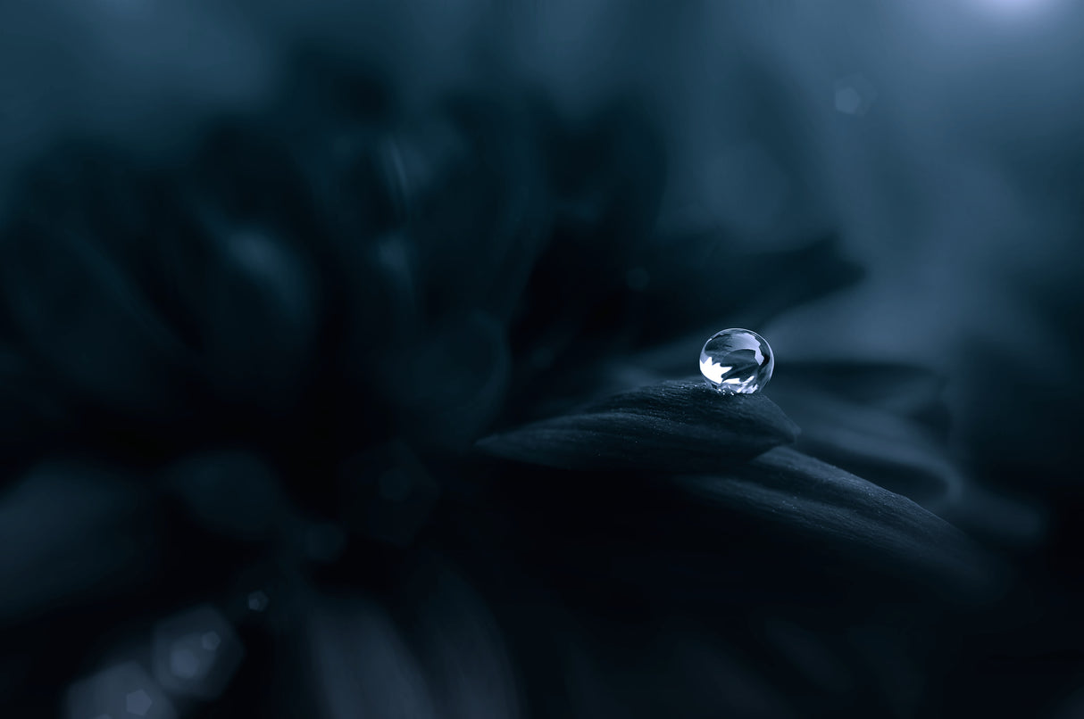 Dew in The Dark Poster och Canvastavla