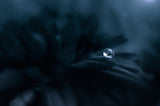 Dew in The Dark Poster och Canvastavla