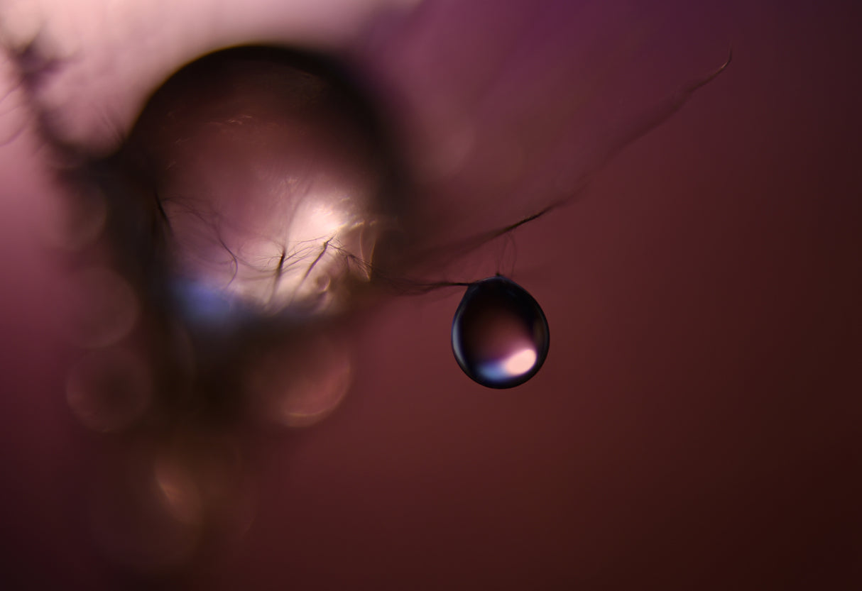 Drop me not! Poster och Canvastavla