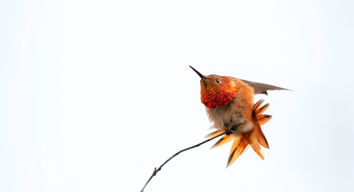 Little bird Poster och Canvastavla