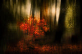 Autumn feelings Poster och Canvastavla