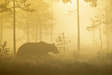 Early morning Poster och Canvastavla
