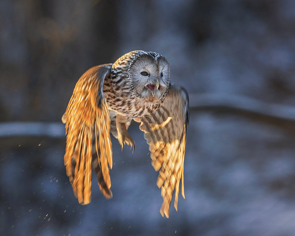 The Owl Poster och Canvastavla