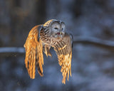 The Owl Poster och Canvastavla