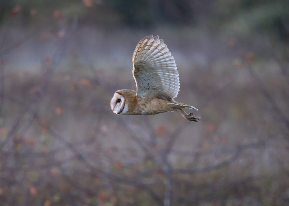 Barn Owl Poster och Canvastavla