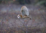 Barn Owl Poster och Canvastavla