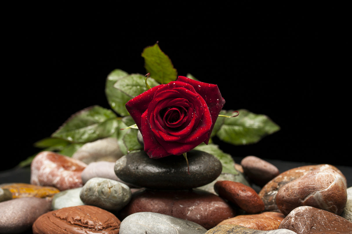 red rose Poster och Canvastavla