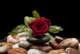 red rose Poster och Canvastavla