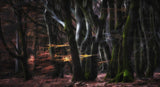 Mystical Speulderforest Poster och Canvastavla