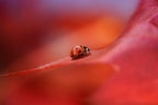 Autumn Poster och Canvastavla