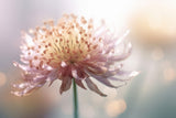 Gentle Pink Flower Poster och Canvastavla