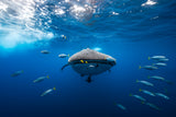 Whale shark escorted by a school of bonito Poster och Canvastavla