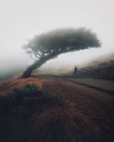 Moody Point Reyes Poster och Canvastavla