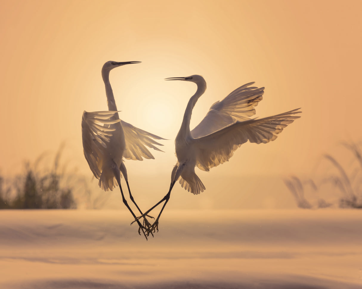 Egrets in sunset Poster och Canvastavla