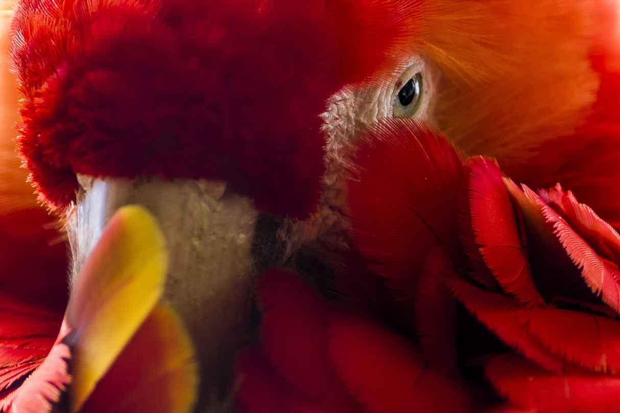 shy macaw Poster och Canvastavla