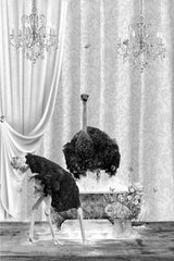 Ostriches &amp; Bubble Black &amp; White Poster och Canvastavla