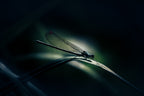 Dragonfly Poster och Canvastavla
