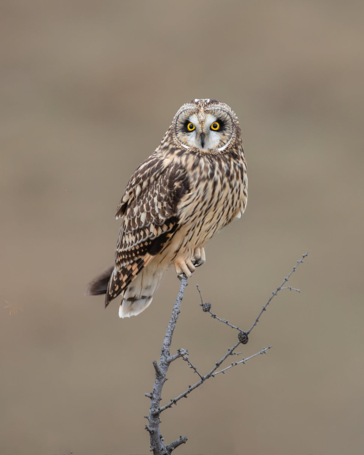 Short-eared Owl Poster och Canvastavla