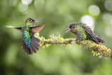 Declaration of hummingbird Poster och Canvastavla