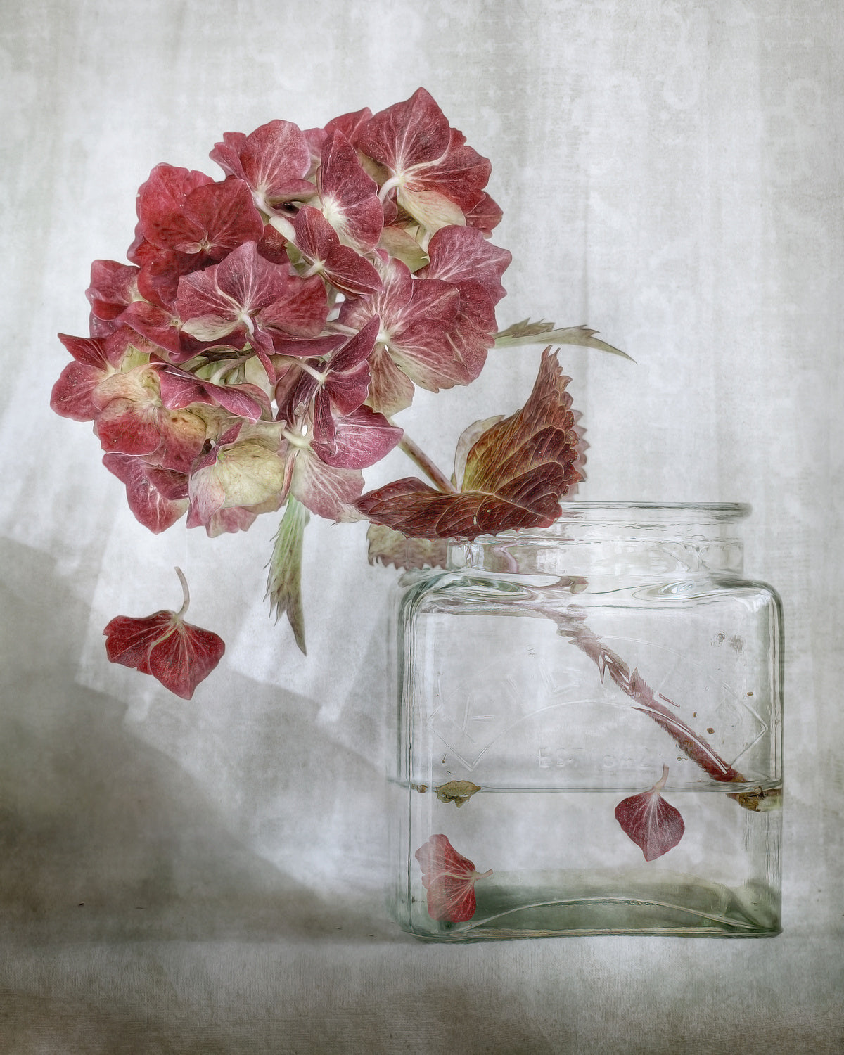 Hydrangea Poster och Canvastavla