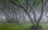 Korean Hornbeam-1 Poster och Canvastavla