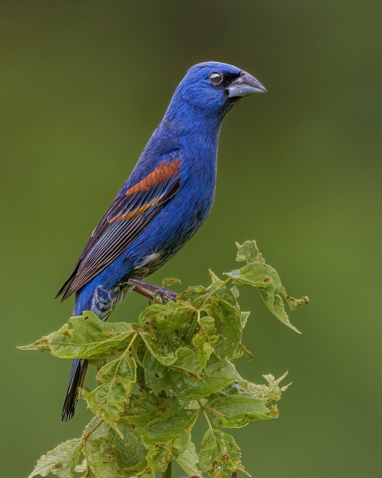 Blue grosbeak Poster och Canvastavla