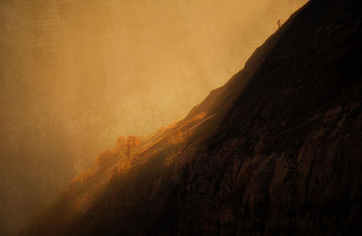 Trees high up in the mountains Poster och Canvastavla