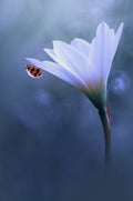 Beautiful Ladybug Poster och Canvastavla
